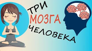 Три Мозга у Человека