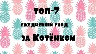 Топ-7. Ежедневный уход за котёнком