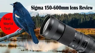 Sigma 150-600 Contemporary Review + Real World Test | Best budget wildlife lens?