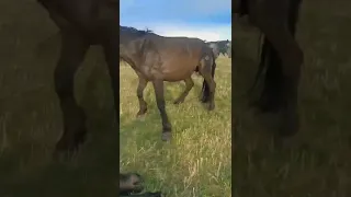Horse tried to save the entangled foal!