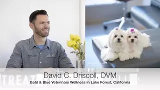 Maltese Health - Ask Dr. David Driscoll from Gold and Blue Wellness QandA with Maltese Obsession