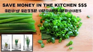 How to Grow Green Onions Indoors From Water