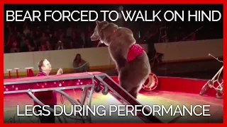 Bear Yanked by the Muzzle Is Forced to Walk on Hind Legs for Circus Performance