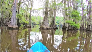 Kayaking and Hiking at Caddo Lake State Park, One of the Most Beautiful in Texas