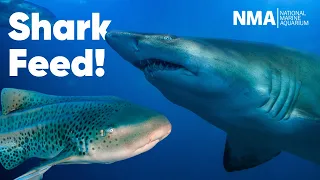 Shark Feed - World Ocean Day 2023