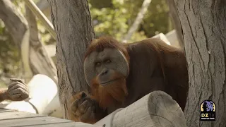 How Denver Zoo’s Orangutans Reacted to LIVE Music From the Colorado Symphony