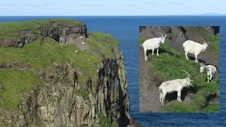 Feral goats on the cliffs of Rathlin Island