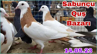 Sabunçu Quş Bazarı 14 May 2023