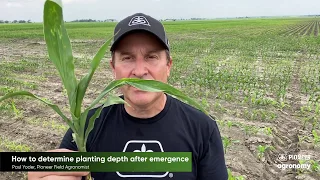Planting Depth Effects on Corn Emergence