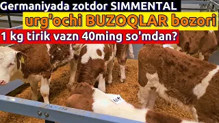 Simmental buzoqlar nega arzon sotildi??? #chorva #simmental #idealagrar #qoramol #uzbekistan #bayern