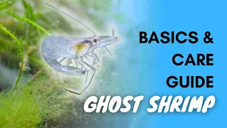 Ghost Shrimp: Basics And Care