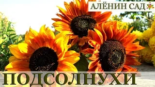 Как вырастить подсолнухи / Sunflowers 🌻