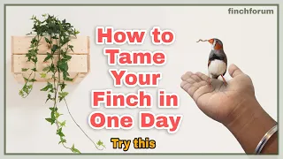 How to tame your zebra finch in one day(4-5h). Charlie  the tamed zebra finch Hand tamed zebra finch