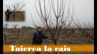 Tăierea la cais