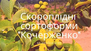Огляд сортоформ "Кочерженко"