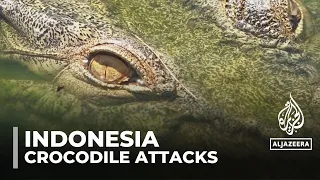 Indonesia crocodile attacks: Mangrove felling causes human-animal conflict