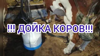 Дойка коров,. Работа в Финляндии. Work in Finland. Milking Work in Finland. Milking cows.