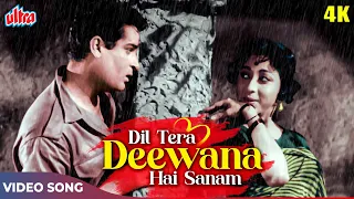 दिल तेरा दीवाना है सनम (4K) Evergreen Songs : Shammi Kapoor, Mala Sinha | Lata Mangeshkar, Mohd Rafi