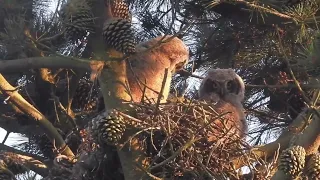 Great Horned Owl (Bubo virginianus pacificus)