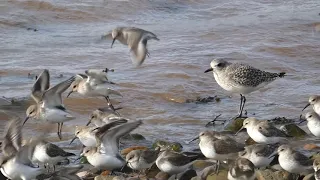 Knot, Grey Plover, Dunlin and Turnstone