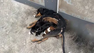Mama Dog Injured, Starved for 4 Days, But She Still Tried to Feed Puppies & Then Exhausted Herself