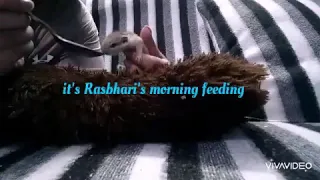 Baby Squirrel Feeding With l Basic steps to taking care of a baby squirrel Feeding Schedule & Amount