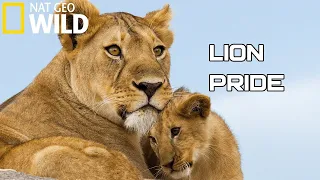 Lion Pride 2023 - Working Together To Survive | National Geographic Documentary HD (Wild Life)