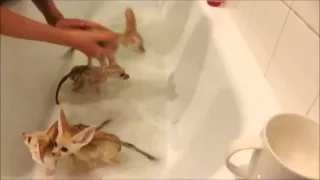 Fennec fox babies take a bubble bath