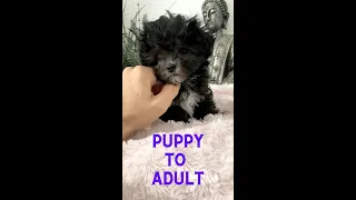 Puppy to full grown adult silver MALTIPOO. Video compilation of how she grows up week by week🐾