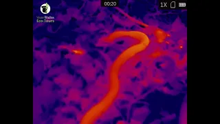 Thermal wildlife  imaging