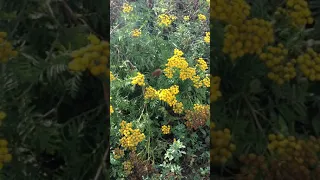 der RAINFARN kann dir reinfahrn