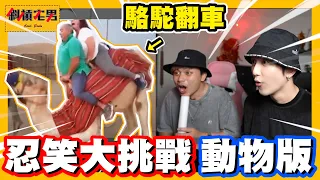 【忍笑大挑戰】抖音上的這些動物影片太好笑了吧😂｜【斜槓宅男】Ft. @3doc9553