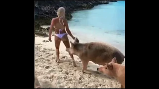 Moment pig BITES model's bum on a Bahamas beach