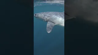 Jaws theme music scares people but this mako was only curious
