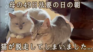 母の４９日法要の日の朝・・・猫が脱走してしまいました・・・そして保護猫ラグドールのムクのとった行動が・・【玄関先に突然現れた子猫】