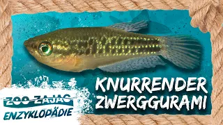 WAS KNURRT IM AQUARIUM? | FISCHENZYKLOPÄDIE | Zoo Zajac