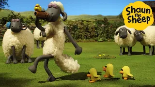 Shaun the Sheep 🐑 Shaun & The Chicks - Cartoons for Kids 🐑 Full Episodes Compilation [1 hour]
