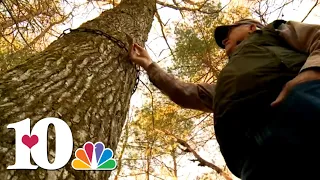 Cades Cove "Pearl Harbor Tree" rooted in World War II history