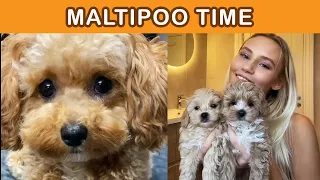 Cute Maltipoo Toy Poodle Puppies | Funny Compilation