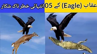 5 best Eagle attacks - Eagle The king of all birds