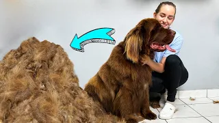 WORST  MATTED DOG GROOMING EVER  *Newfoundland* HUGE UNDERCOAT REMOVAL