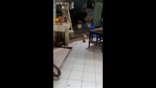 Ratas Peleando con música de Linkin park de Fondo :v