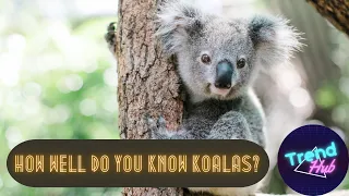 How Well Do You Know Koalas? Surprising Facts About These Sleepy Tree-dwellers!