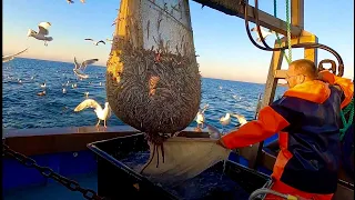 Commercial Sand Eel Trawling - Rays , Sole , Weever Fish , Uk Trawling a Sand Bank