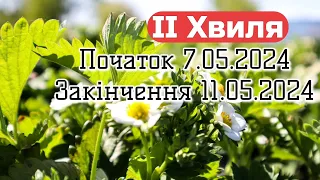 Полуниця Цвіте і Сходять картоплі,а йдуть МОРОЗИ-Друга серйозна Хвиля ЗАМОРОЗКІВ