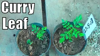 How to Grow Curry Plant From Seeds