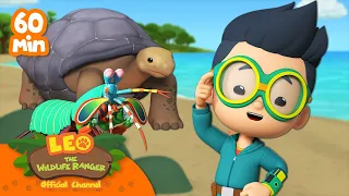 ANIMALS WITH SHELLS for Kids! 🐢🦐  1 HOUR Turtles, Shrimp | Leo the Wildlife Ranger | Kids Cartoons