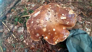 Гриби в карпатах 2017.Грибы в Карпатах 2017.Mushrooms in Carpathians 2017.