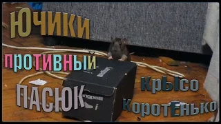 Ючики - противный ПАСЮК! (Wild Rats | Дикие крысы)