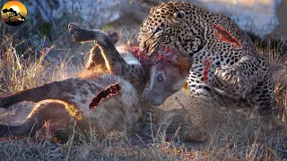 40 Crazy Hyena attack Leopard and what will happen next? | Crazy Fight